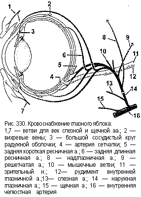 Схема кровоснабжения глаза